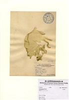 藏品(孔石蓴)的圖片